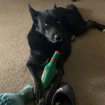 Avatar for damienrocks